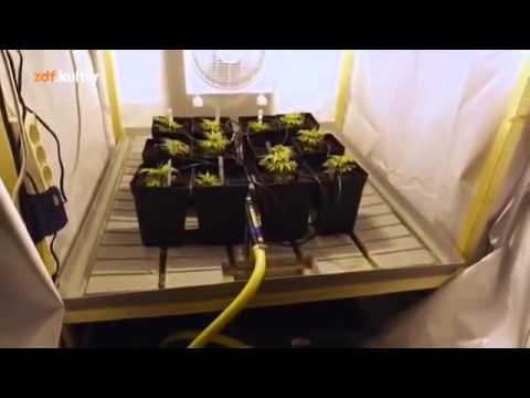 ZDF Kultur “Rauschgift” Cannabis Dokumentation