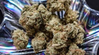 cannabis-cbd-artikelbild-3