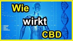 CBD Wirkung-Cannabis-Cannabinoid System