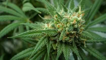 cannabis-cbd-artikelbild-16