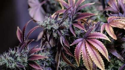 cannabis-cbd-artikelbild-17