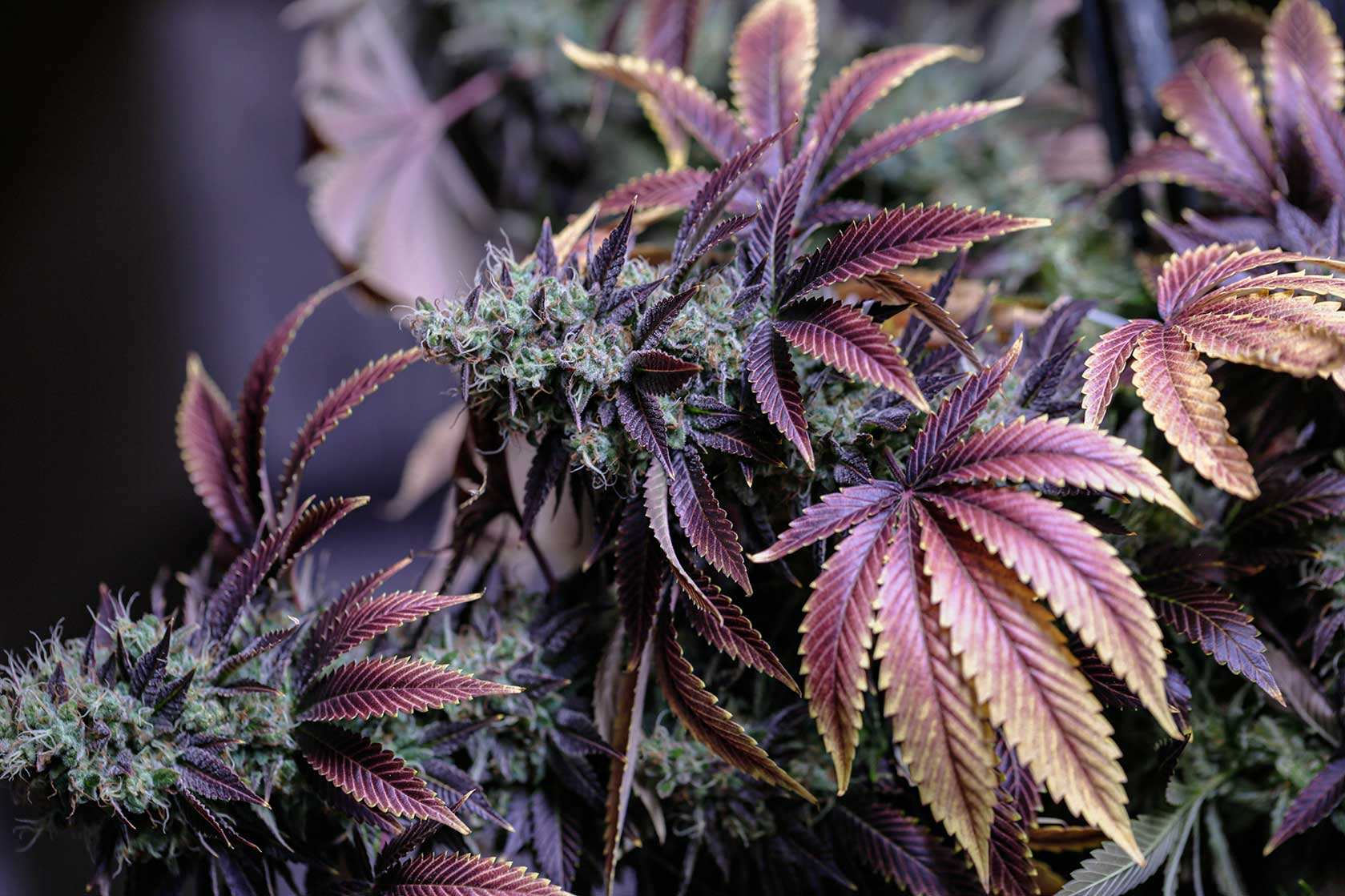 Cannabis CBD Artikelbild 17