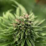 Cannabis CBD Artikelbild 18