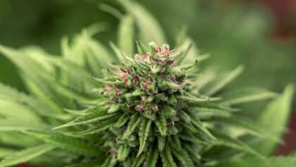 cannabis-cbd-artikelbild-18