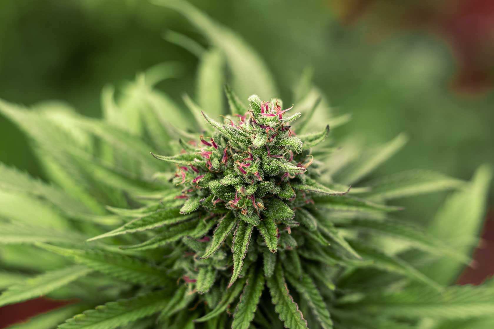 Cannabis CBD Artikelbild 18