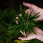 Cannabis CBD Artikelbild 19