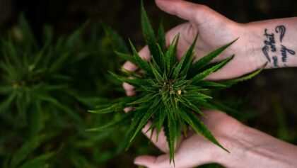 cannabis-cbd-artikelbild-19