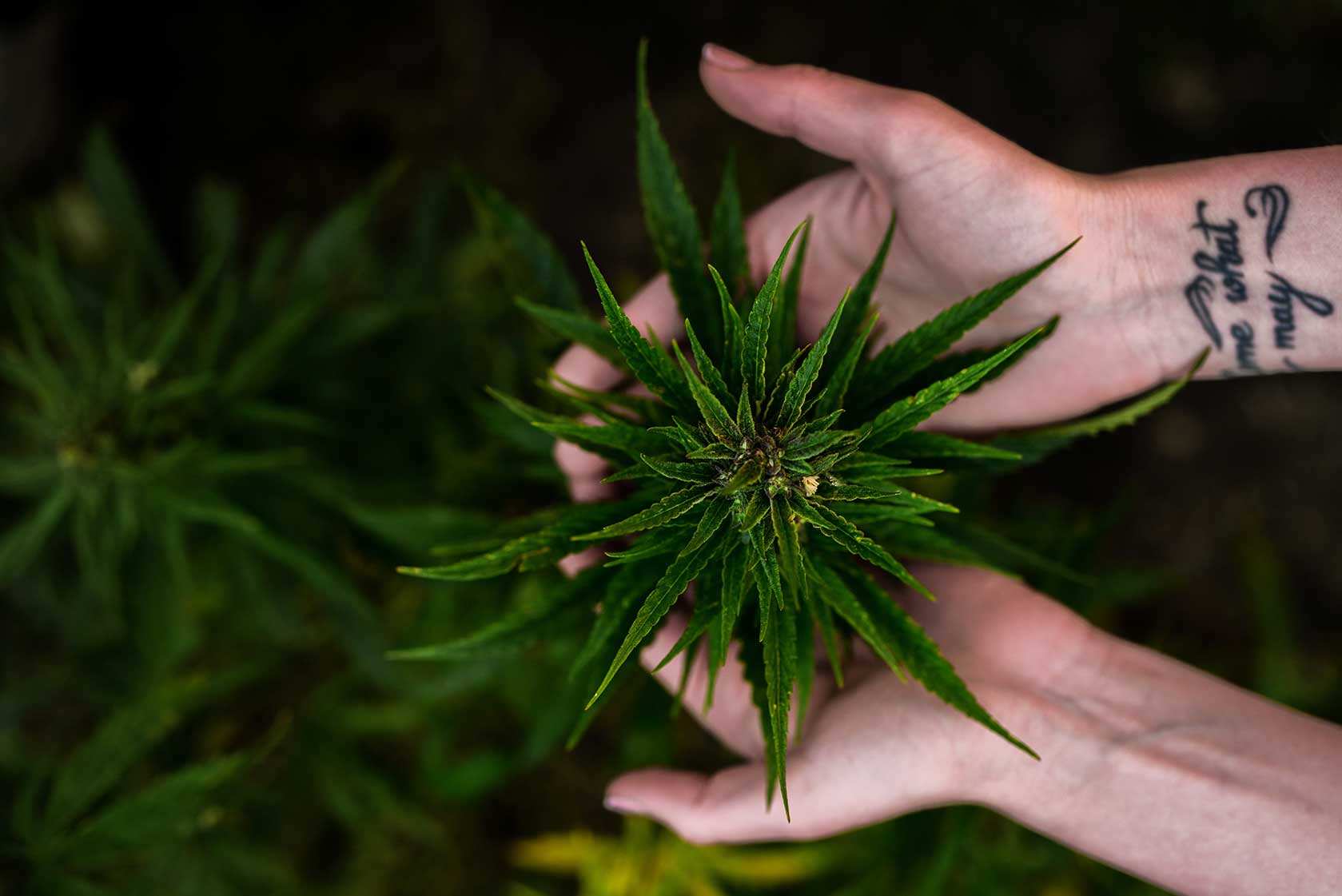 Cannabis CBD Artikelbild 19