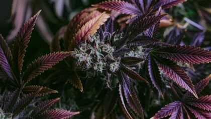 cannabis-cbd-artikelbild-20