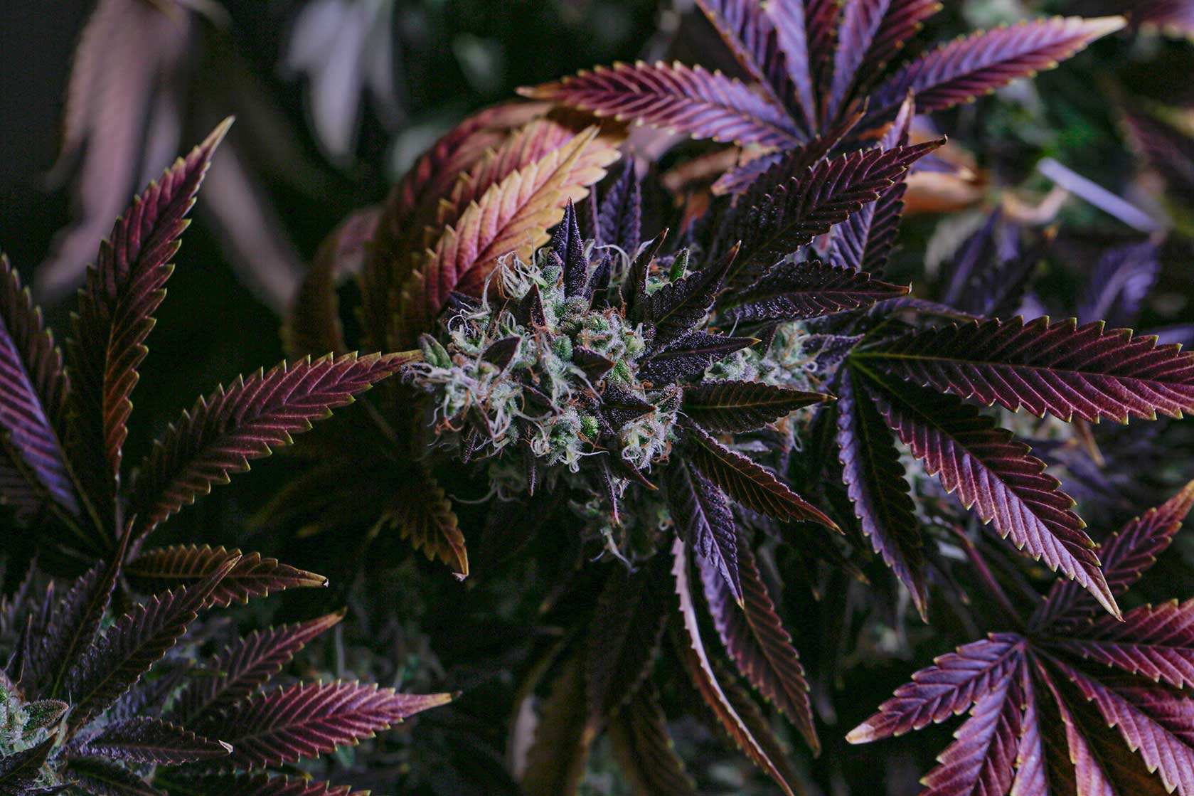Cannabis CBD Artikelbild 20