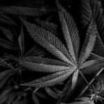 Cannabis CBD Artikelbild 6