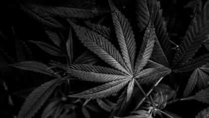 cannabis-cbd-artikelbild-6