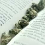 Cannabis CBD Artikelbild 7