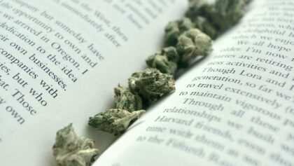 cannabis-cbd-artikelbild-7