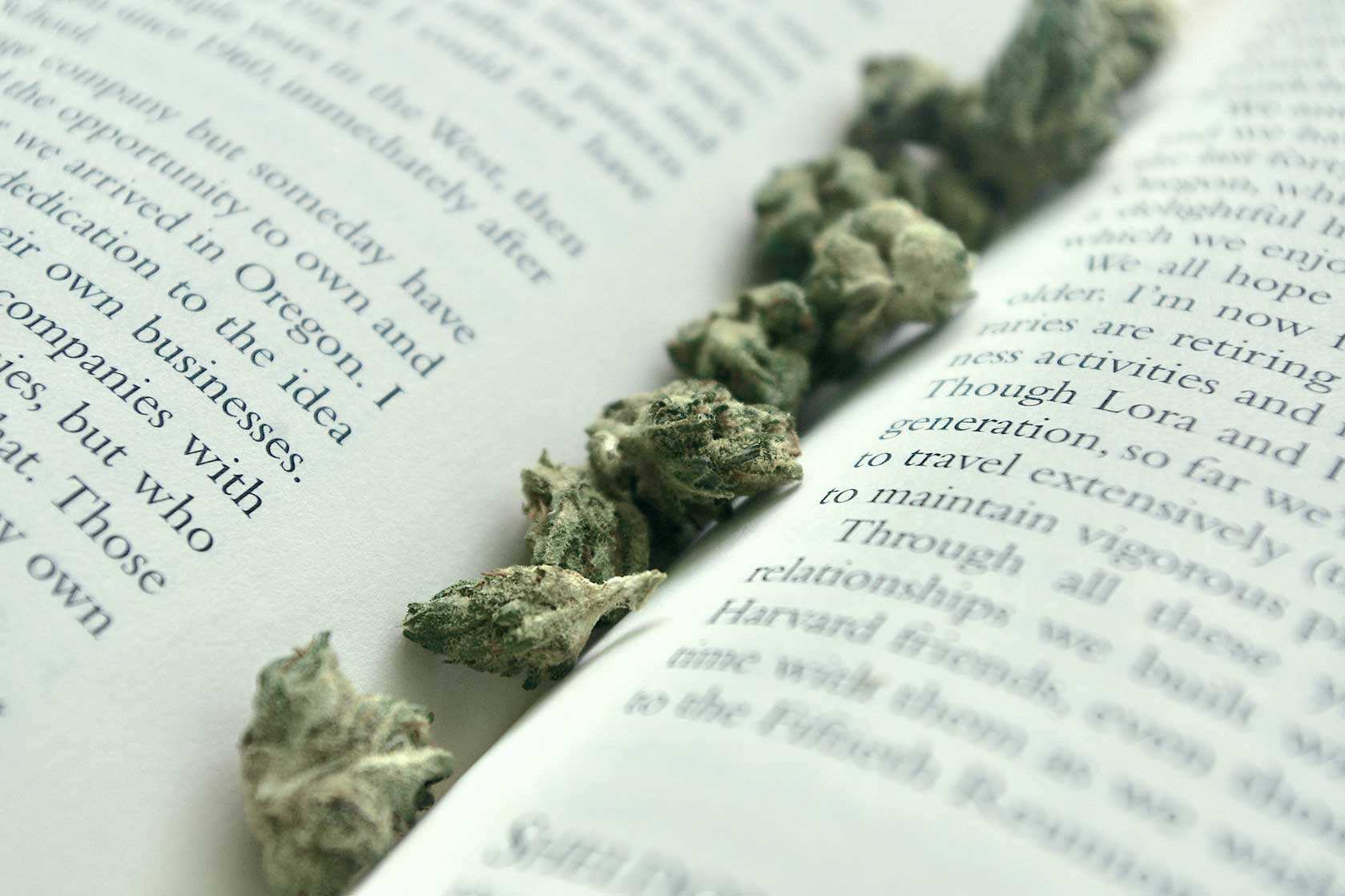 Cannabis CBD Artikelbild 7