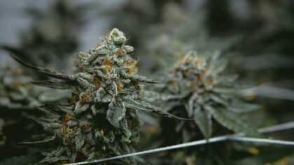 cannabis-cbd-artikelbild-8
