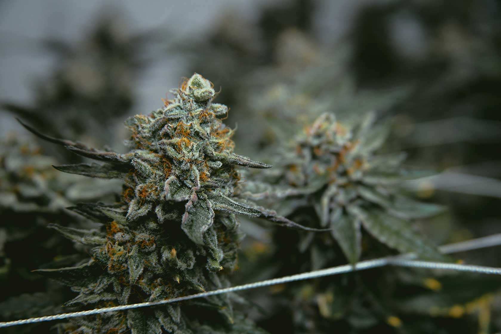 Cannabis CBD Artikelbild 8