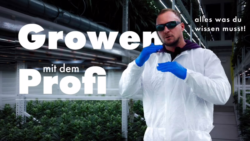 Cannabis-Anbau in Perfektion: Crop Steering auf Steinwolle a…