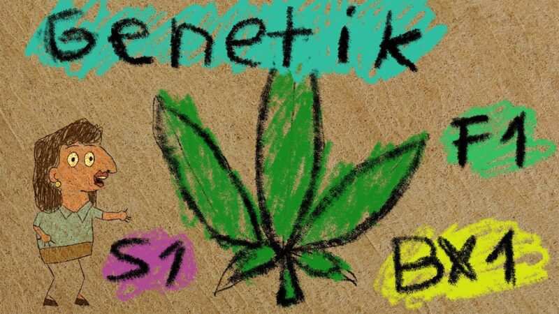 Cannabis Genetik (F1, S1, BX1, IX, Outcross) #aufklärung #d…