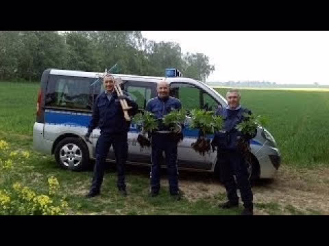 Deutschland kurz vor Cannabis Legalisierung Dokumentation 20…
