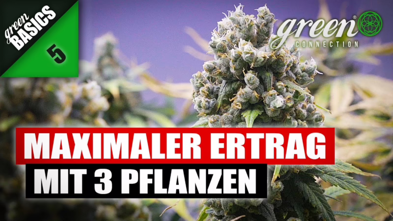 Wie ich meine ERNTE – mit 3 PFLANZEN deutlich STEIGERN