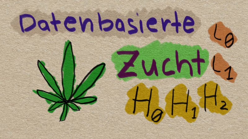 Cannabis Genetik Teil 2 | (l0, l1, H0, H1, H2)