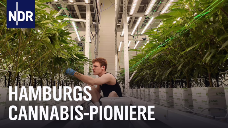 Cannabis Social Clubs in Hamburg: Vor dem Joint kommt die