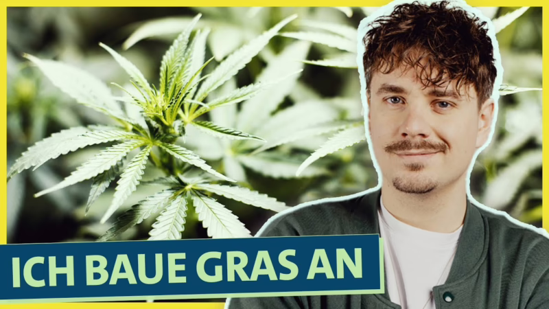 Selbstexperiment Cannabis Anbau: Wie funktioniert’s und was …