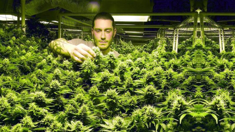 Cannabis Legalisierung in Colorado | Der Marihuana Goldrausc…