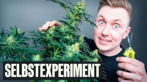 Cannabis 8 Cannabis Selber Anbauen – Wie Schwer Ist Es Wirklich?