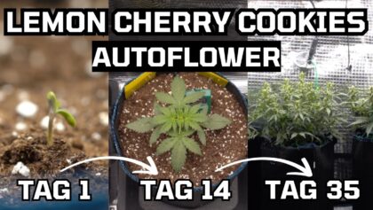 Cannabis 28 Wie Ich Cannabis Pflanzen Anbau – Training Autoflower – Lemo…