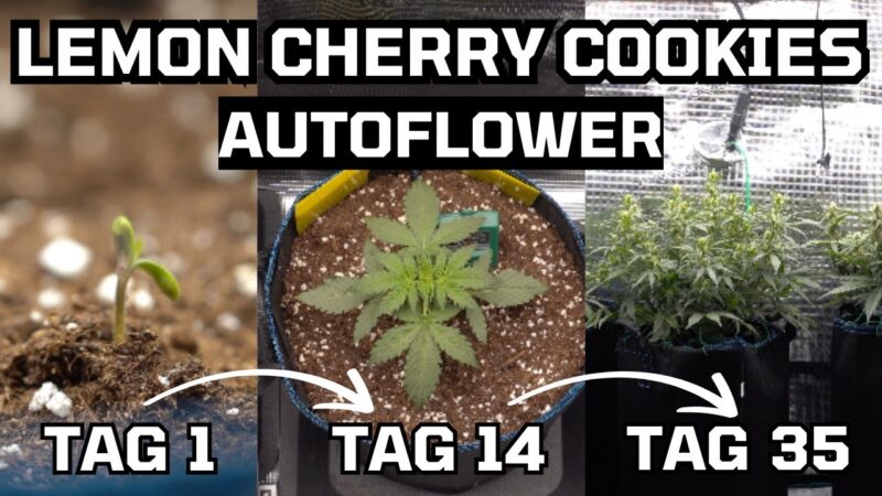 Wie ich Cannabis Pflanzen anbau – Training Autoflower – Lemo…